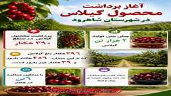  آغاز برداشت محصول گیلاس، از باغات شهرستان شاهرود